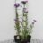 Erigeron hybr. 'Azure Beauty'