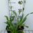 Eryngium agavifolium