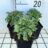 Erigeron glaucus 'Sea Breeze'