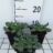 Eryngium variifolium