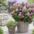 Escallonia laev. 'Pink Elle'®