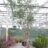 Eucalyptus camaldulensis (= rostrata)