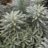Euphorbia char. 'Silver Swan'® (= 'wilcott'®)