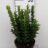 Euonymus jap. 'Green Spire'