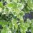 Euonymus jap. 'Kathy'®