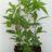 Eupatorium hybr. 'Mask'