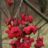 Euonymus europaeus