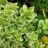 Euonymus fort. 'Em. Gaiety'