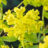 Euphorbia palustris