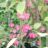 Euonymus phellomanus