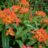 Euphorbia griffithii 'Fireglow'