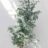 Eucalyptus hybr. 'Silver Dollar'