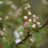 Exochorda racemosa 'Blushing Pearl'®