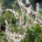 Fallopia baldschuanica (= aubertii)