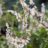 Fallopia baldschuanica (= aubertii)