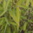 Fargesia nitida 'Winter Joy'