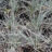 Festuca glauca 'Uchte'