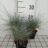 Festuca ovina