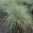 Festuca glauca (=ovina 'Glauca')