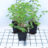 Filipendula ulmaria