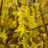 Forsythia int. 'Lynwood'