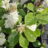 Fothergilla major (= monticola)