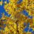 Forsythia intermedia