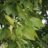 Fraxinus americana
