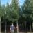Fraxinus angust. 'Raywood' (= 'flame')