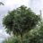 Fraxinus exc. 'Nana'