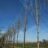 Fraxinus orn. 'Obelisk' (=paus Johannes-paulus Ii'