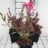 Gaura lindh. 'Crimson Butterflies'®(= oenothera li