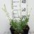 Gaura lindh. 'Snowbird' (= oenothera lindh.)
