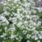 Galium odoratum (=asperula.od.)