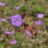 Geranium hybr. 'Azure Rush'®