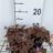 Geranium hybr. 'Bob's Blunder'