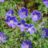 Geranium hybr. 'Brookside'