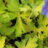 Geranium hybr. 'Blue Sunrise'®