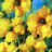 Geum chil. 'Lady Stratheden' (= 'goldball')