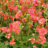 Geum chil. 'Mrs. Bradshaw' (='feuerball')