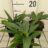 Gentiana dahurica