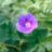 Geranium himalayense (=grandiflorum)