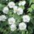 Geranium phaeum 'Album'