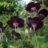 Geranium phaeum
