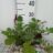 Geum hybr. 'Prinses Juliana'