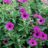 Geranium psilostemon