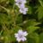 Geranium nodosum