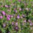 Geranium sanguineum