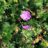 Geranium sang. 'Max Frei'