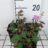 Geranium sang. 'Elke'